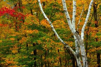 Autumn at Ripley Falls Trail, Crawford Notch SP, New Hampshire | Obraz na stenu