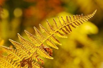 New Hampshire, Fern frond flora | Obraz na stenu