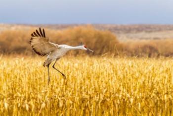 Sandhill Crane Landing | Obraz na stenu