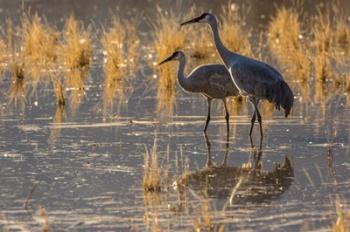 Sandhill Cranes In Water | Obraz na stenu