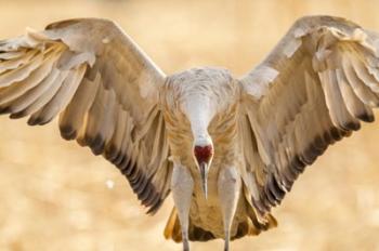 Close-Up Of Sandhill Crane Landing | Obraz na stenu