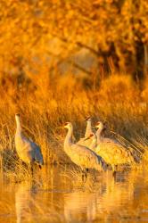 Sandhill Cranes In Water At Sunrise | Obraz na stenu