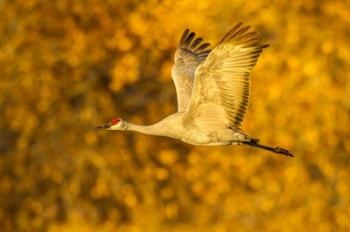 Sandhill Crane Flying | Obraz na stenu