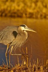 Great Blue Heron bird, Bosque del Apache, New Mexico | Obraz na stenu