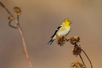 American Goldfinch Feeding On Sunflower Seeds | Obraz na stenu