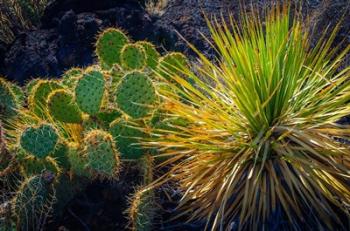 Cactus On Malpais Nature Trail, New Mexico | Obraz na stenu