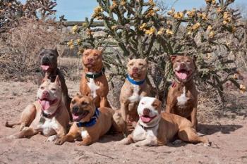 American Pitt Bull Terrier dogs, cactus | Obraz na stenu
