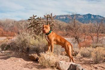 American Pitt Bull Terrier dog, New Mexico | Obraz na stenu