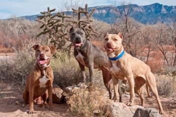 Three Pitt Bull Terrier dog, New Mexico | Obraz na stenu