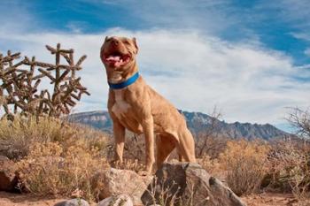 Pitt Bull Terrier dog | Obraz na stenu
