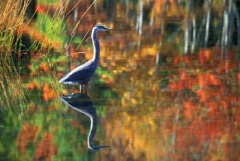 Great Blue Heron in Fall Reflection, Adirondacks, New York | Obraz na stenu