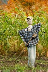 New York, Cooperstown, Farmers Museum Fall cornfield with scarecrow | Obraz na stenu