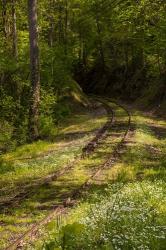 Overgrown Abandoned Rail Line, North Carolina | Obraz na stenu