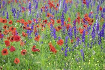 Poppy Field, Mount Olive, North Carolina | Obraz na stenu