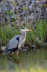 Great Blue Heron bird Maumee Bay Refuge, Ohio | Obraz na stenu