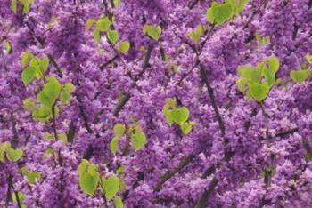 Oregon Blossoms And New Growth On Redbud Tree In Multnomah County | Obraz na stenu