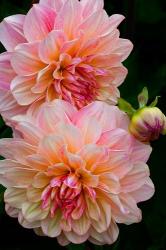 Close-Up Of Pink Dahlia Flowers | Obraz na stenu