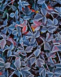 Frost On A Wild Blackberry Bush | Obraz na stenu