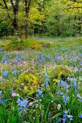 Wildflowers In Camassia Natural Area, Oregon | Obraz na stenu