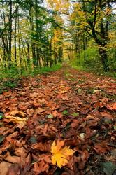 Trail Covered In Maples Leaves, Oregon | Obraz na stenu