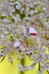 Crab Spider On Wild Carrot Bloom | Obraz na stenu