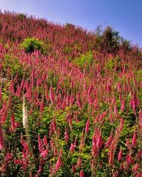 Hillside Of Foxglove In Clatsop County, Oregon | Obraz na stenu