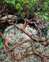 Manzanita Plant Roots On A Bed Of Moss | Obraz na stenu