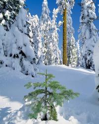Scenic Of New Snow On Forest, Oregon | Obraz na stenu