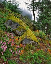 Scenic View Of Mt Hood National Forest, Oregon | Obraz na stenu