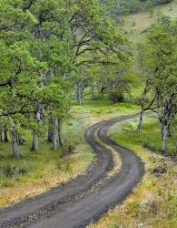 Road Lined With Oak Trees, Oregon | Obraz na stenu