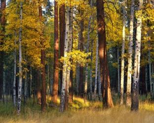 Aspen And Ponderosa Trees In Autumn, Deschutes National Forest | Obraz na stenu