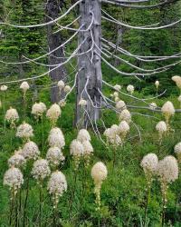 Beargrass Around Dead Evergreen, Oregon | Obraz na stenu