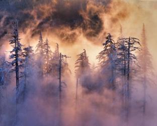 Evergreens In Fog, Mt Hood National Forest, Oregon | Obraz na stenu