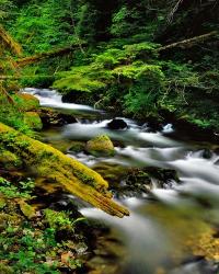 Still Creek, Oregon | Obraz na stenu