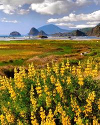 Landscape Of Yellow Lupine, Oregon | Obraz na stenu