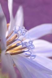 Close-Up Of A Chicory Wildflower | Obraz na stenu