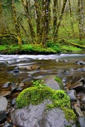 Wilson River, Oregon | Obraz na stenu