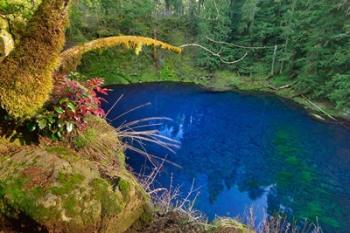 Oregon Blue Or Tamolitch Pool On Mckenzie River | Obraz na stenu