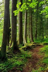 Forest Scenic Trail, Oregon | Obraz na stenu
