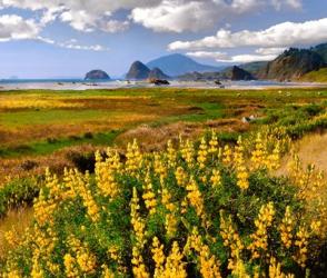 Coastal Landscape With Yellow Lupine, Oregon | Obraz na stenu