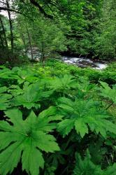 Scenic View Of Little Sandy River, Oregon | Obraz na stenu