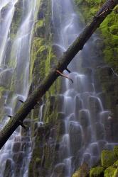 Proxy Falls Over Basalt Columns, Oregon | Obraz na stenu