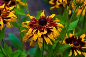 Cherokee Sunset Flowers | Obraz na stenu