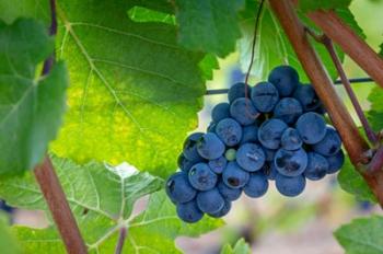 Oregon, Elk Cove Winery Grapes On The Vine | Obraz na stenu
