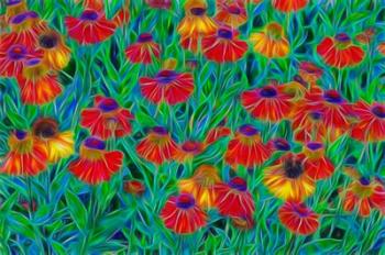 Oregon, Coos Bay, Abstract Of Helenium Flowers In Garden | Obraz na stenu