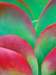 Oregon, Kalanchoe Succulent Plant Close-Up | Obraz na stenu