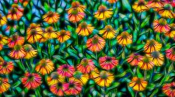 Oregon, Coos Bay Abstract Of Flower Garden | Obraz na stenu
