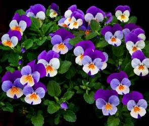 Oregon, Coos Bay Purple Violas | Obraz na stenu
