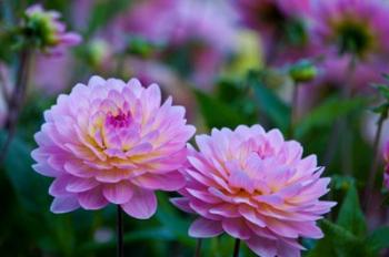 Oregon, Shore Acres State Park Dahlias In Garden | Obraz na stenu