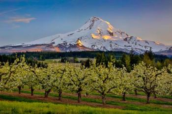 Oregon Pear Orchard In Bloom And Mt Hood | Obraz na stenu